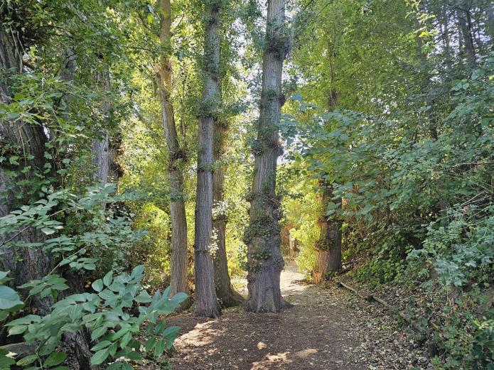 Bosque de la reserva de Castronuño