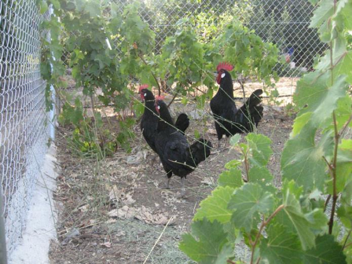 casas rurales Valladolid, ecoturismo, agroturismo, actividades, niños, ecológicas
