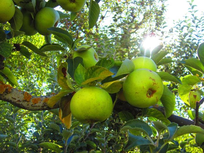 Fruta y verdura ecológica Valladolid