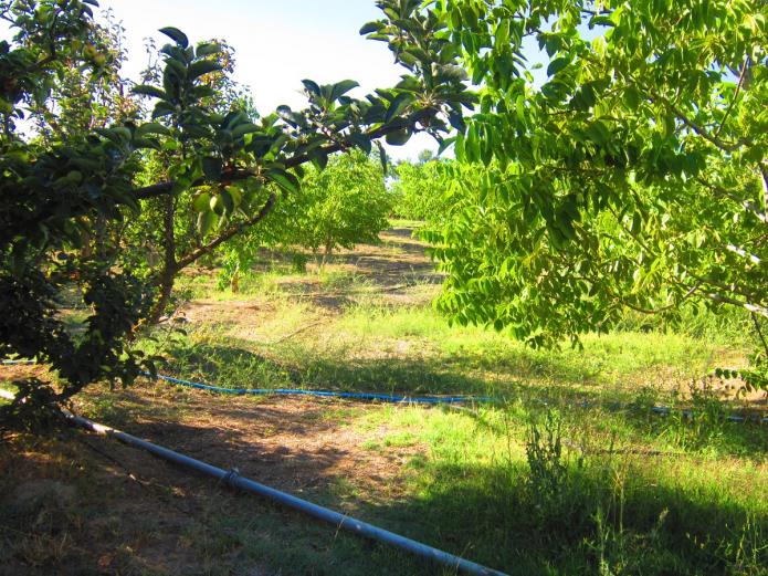 Fruta y verdura ecológica Valladolid