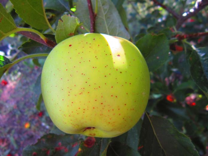 Fruta y verdura ecológica Valladolid