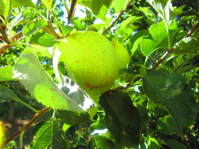 Fruta y verdura ecológica Valladolid