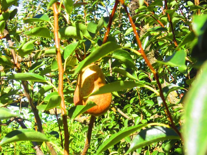 Fruta y verdura ecológica Valladolid