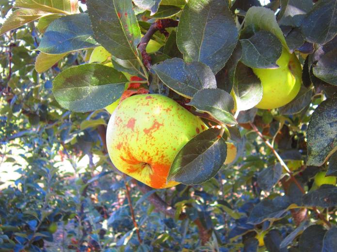 Fruta y verdura ecológica Valladolid