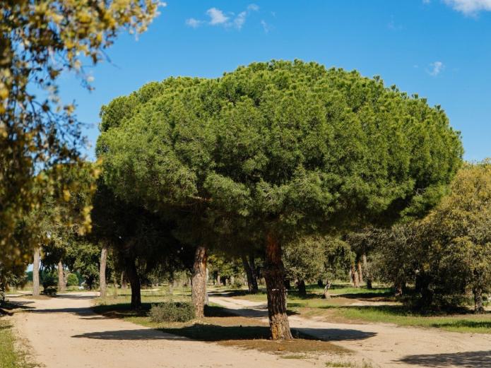 Naturaleza salvaje en Castronuño