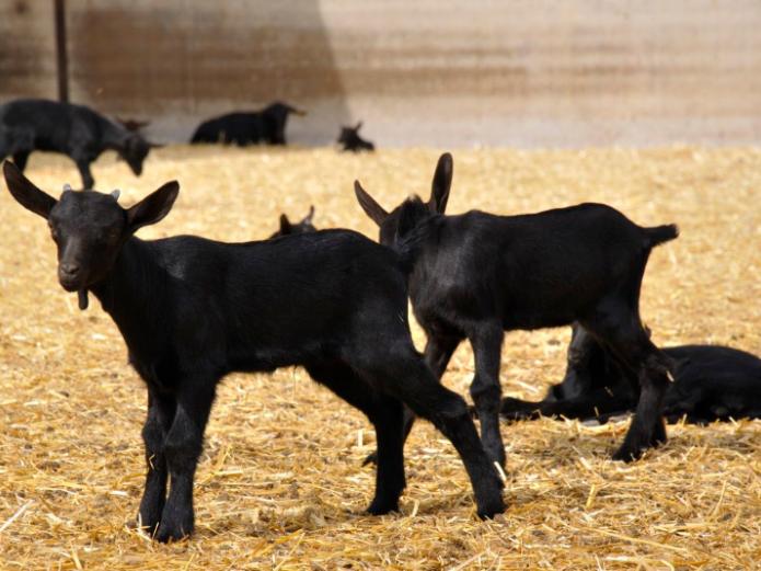 Revista Ecología Espiritual EsRadio Valladolid María José Celemín Fernando Puga