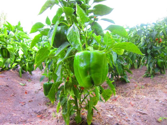 Fruta y verdura ecológica Valladolid