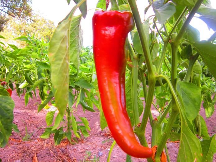 Fruta y verdura ecológica Valladolid