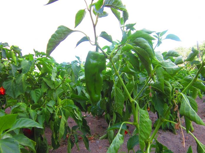 Fruta y verdura ecológica Valladolid