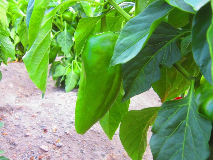 Fruta y verdura ecológica Valladolid