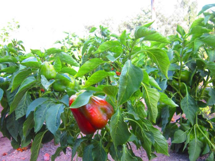 Fruta y verdura ecológica Valladolid