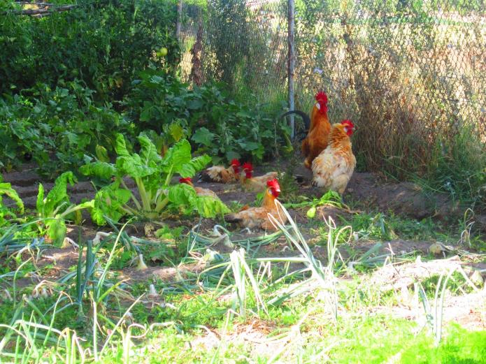 Fruta y verdura ecológica Valladolid