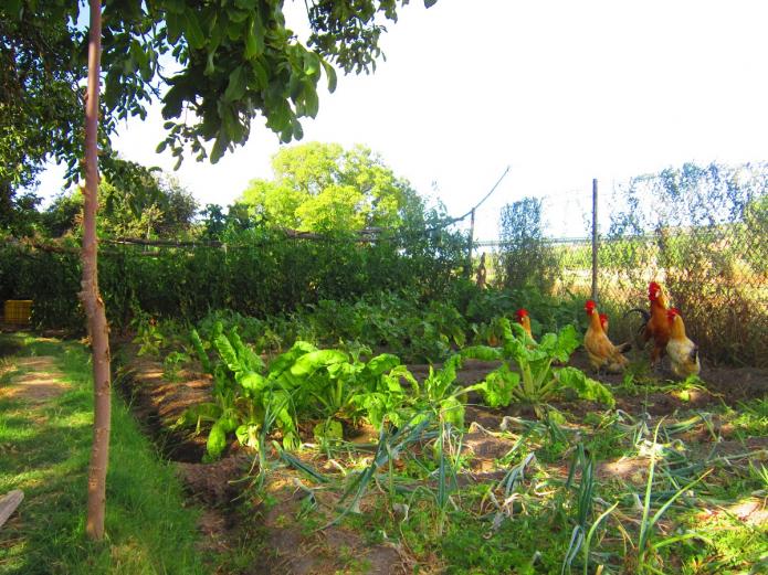 Fruta y verdura ecológica Valladolid