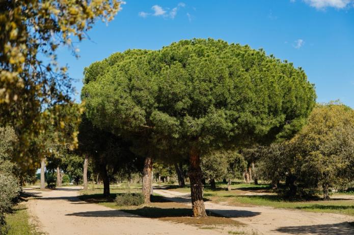 Naturaleza salvaje en Castronuño