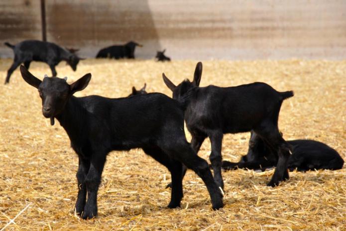 revistas de Ecología Profunda 